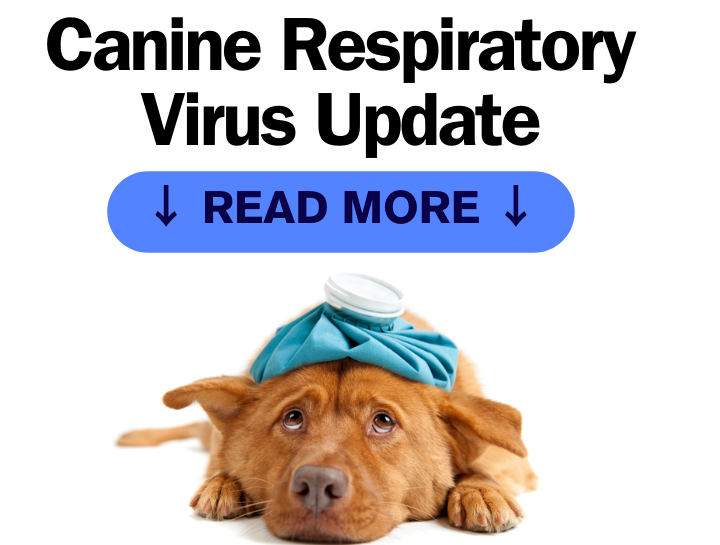 Canine Respiratory Virus Update