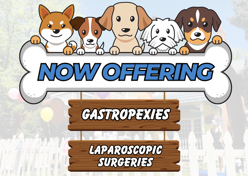 Carousel Slide 4: Now Offering Gastropexies & Laparscopic Spays/Neuters
