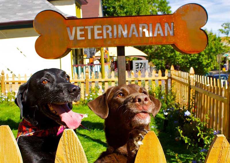 Carousel Slide 8: Dog wellness care