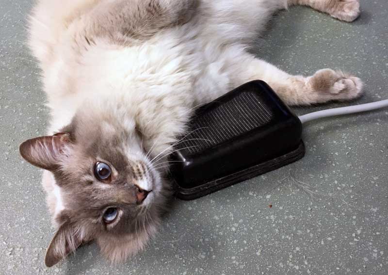 Carousel Slide 9: View our veterinary services